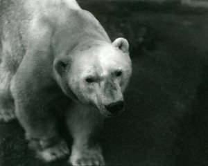Polar Bear 